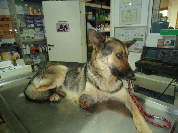 Πτολεμαΐδα: Υιοθέτησε την ακρωτηριασμένη σκυλίτσα